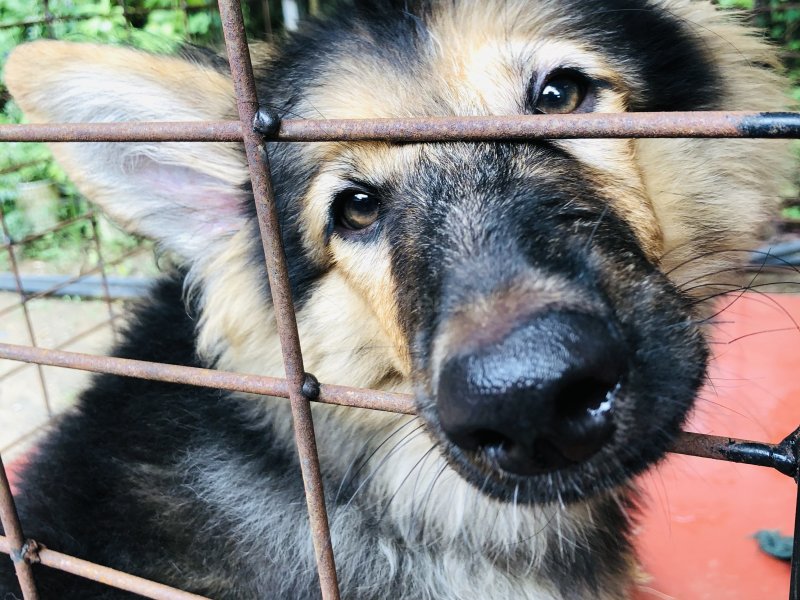 Healthy and active German Shepherd puppy available for a loving home. This puppy is well-bred, stron - Image 2