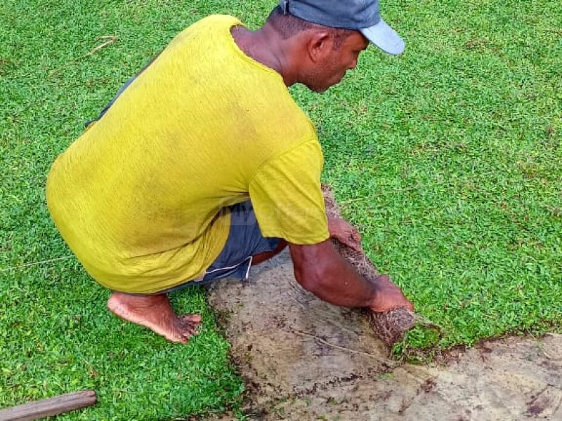 landscaping indoor plants interior designs plants for sale - Image 2