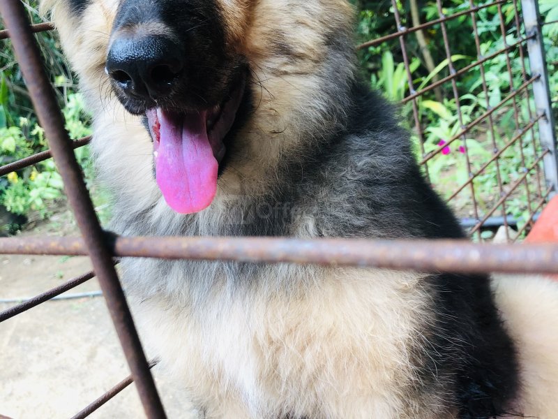 Healthy and active German Shepherd puppy available for a loving home. This puppy is well-bred, stron
