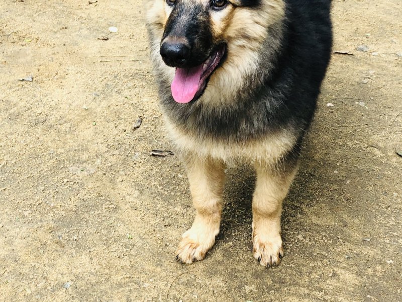 Healthy and active German Shepherd puppy available for a loving home. This puppy is well-bred, stron - Image 4