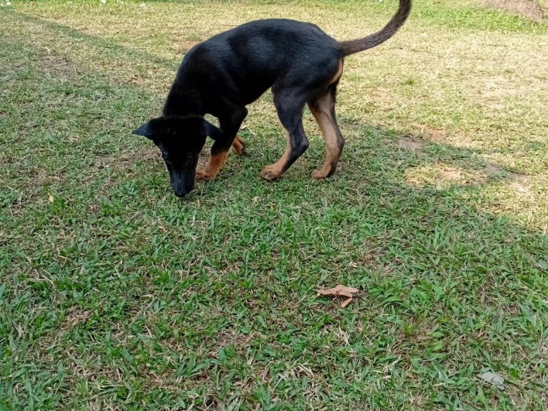 Free adoption for a 4 months old German Shepherd cross puppy.
Mother is a German Shepherd and fathe - Image 2