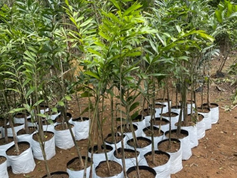 50 foxtail plants available.
5 feet tall in grow bags
available at Getamanna 20 minutes from Beliatt