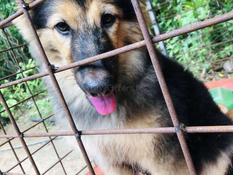 Healthy and active German Shepherd puppy available for a loving home. This puppy is well-bred, stron - Image 3