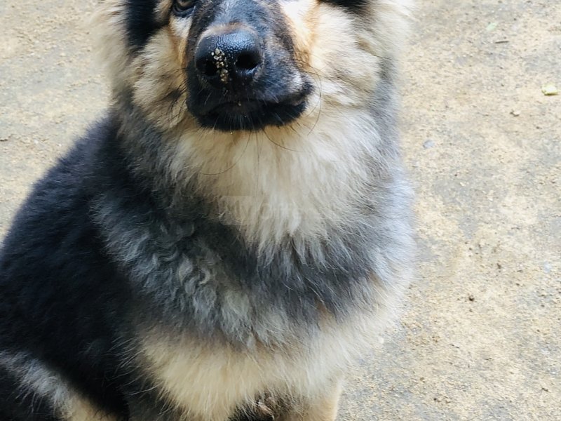 Healthy and active German Shepherd puppy available for a loving home. This puppy is well-bred, stron - Image 5