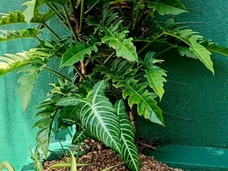 landscaping indoor plants interior designs plants for sale - Image 4