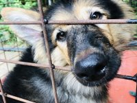 Healthy and active German Shepherd puppy available for a loving home. This puppy is well-bred, stron - Image 2