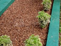 landscaping indoor plants interior designs plants for sale - Image 3