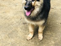Healthy and active German Shepherd puppy available for a loving home. This puppy is well-bred, stron - Image 4