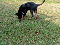 Free adoption for a 4 months old German Shepherd cross puppy.
Mother is a German Shepherd and fathe - Image 2