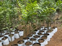 50 foxtail plants available.
5 feet tall in grow bags
available at Getamanna 20 minutes from Beliatt