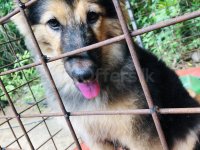 Healthy and active German Shepherd puppy available for a loving home. This puppy is well-bred, stron - Image 3