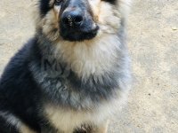 Healthy and active German Shepherd puppy available for a loving home. This puppy is well-bred, stron - Image 5