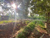 පිළියන්දල  මඩපාත පාරේ බටකැත්තර හංදිය� - Image 5