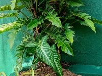 landscaping indoor plants interior designs plants for sale - Image 4